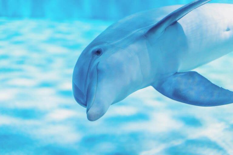 Clearwater Marine Aquarium Fun Things to Do in Clearwater, Florida Clearwater florida