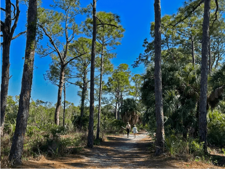 Fun Things to Do in Clearwater, Florida Honeymoon Island State Park Clearwater florida